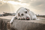 lying Labrador Retriever