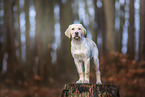 young Labrador Retriever