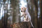 young Labrador Retriever