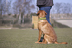 Labrador Retriever in training