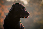 adult Labrador Retriever