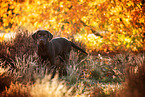 young Labrador Retriever