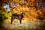 young Labrador Retriever