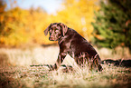young Labrador Retriever