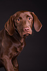young Labrador Retriever