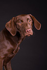 young Labrador Retriever