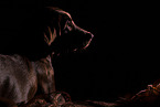 young Labrador Retriever