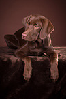 young Labrador Retriever