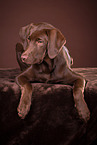 young Labrador Retriever