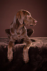 young Labrador Retriever