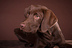 young Labrador Retriever