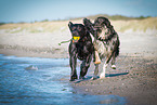 2 dogs