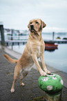 adult Labrador Retriever