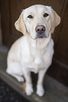 blonde Labrador Retriever