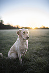 blonde Labrador Retriever