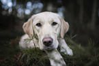 blonde Labrador Retriever