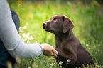 Labrador Retriever Puppy