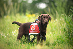 Labrador Retriever Puppy