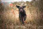 Labrador Retriever Puppy