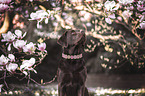 female Labrador Retriever