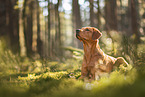 redfox Labrador Retriever