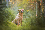 blonde Labrador Retriever