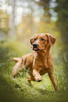 redfox Labrador Retriever