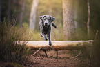 charcoal Labrador Retriever