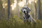 charcoal Labrador Retriever
