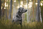 charcoal Labrador Retriever