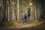 charcoal Labrador Retriever