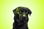 black Labrador Retriever
