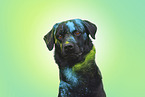 black Labrador Retriever