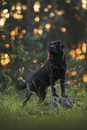 black Labrador Retriever