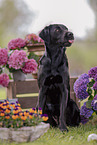 female Labrador Retriever