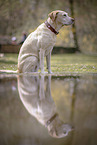 female Labrador Retriever