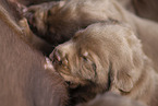 Labrador Retriever with mongrel puppies