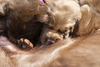 Labrador Retriever with mongrel puppies