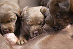 Labrador Retriever with mongrel puppies