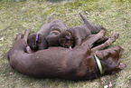 Labrador Retriever with mongrel puppies