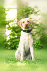 blonde Labrador Retriever