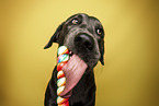 Labrador Retriever Portrait