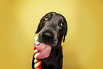 Labrador Retriever Portrait