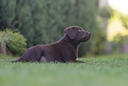 Labrador Retriever Puppy