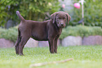 Labrador Retriever Puppy