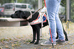 guide dog for the blind