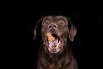 Labrador Retriever Portrait