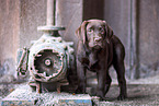 Labrador Retriever Puppy