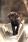 Labrador Retriever Puppy