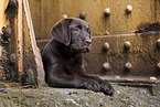 Labrador Retriever Puppy